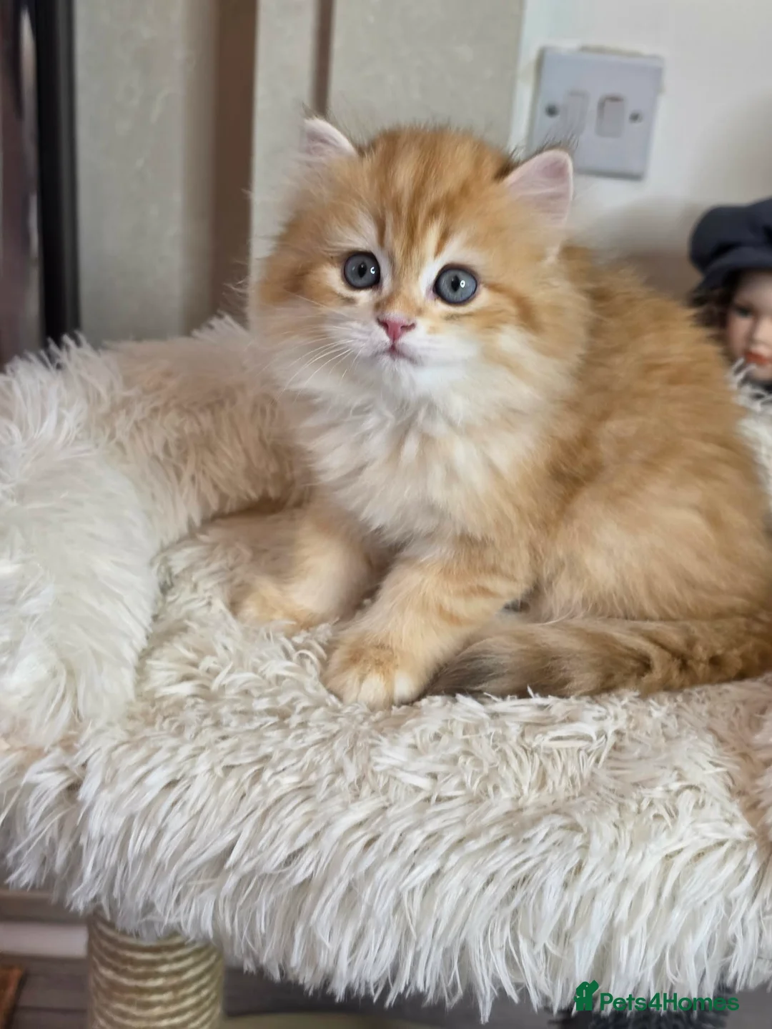 British Longhair cats for sale: British Longhair Kittens – Champion Lines ✨ - Advert 1