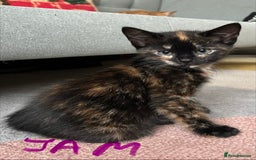 Mixed Breed cats for sale: Gorgeous Kittens - Image 6