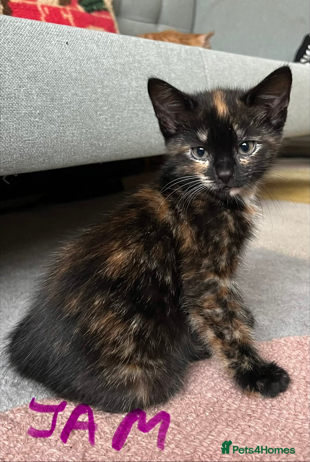 Mixed Breed cats for sale: Gorgeous Kittens - Image 6