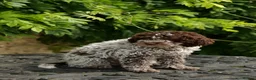 Lagotto Romagnolo dogs for sale: Lagotto Romagnolo - Advert 5