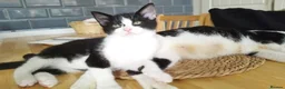 Mixed Breed cats for sale: 4 tuxedo black/white cuties looking for a home - Advert 30