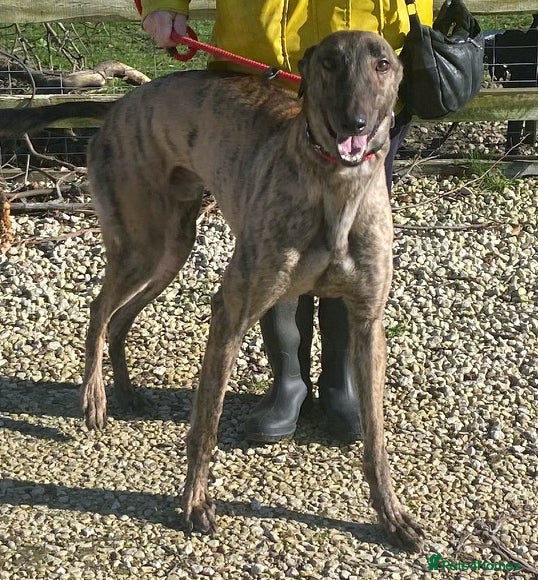 Greyhound dogs Friendly boy Bryan wants a loving forever home - Advert 7