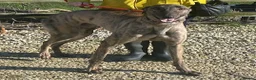Greyhound dogs for adoption: Friendly boy Bryan wants a loving forever home - Advert 1