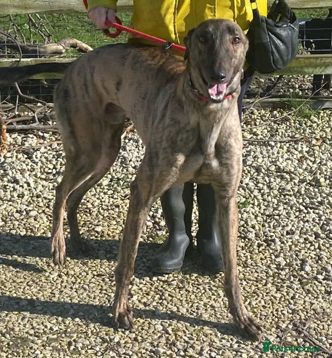 Greyhound dogs for adoption: Friendly boy Bryan wants a loving forever home - Advert 1