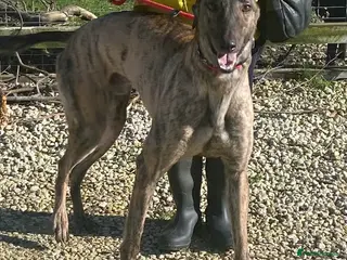 Greyhound dogs Friendly boy Bryan wants a loving forever home - Advert 7