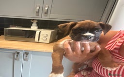 Boxer dogs for sale: Reduced Ready Now Kc Boxer Puppies - Image 4