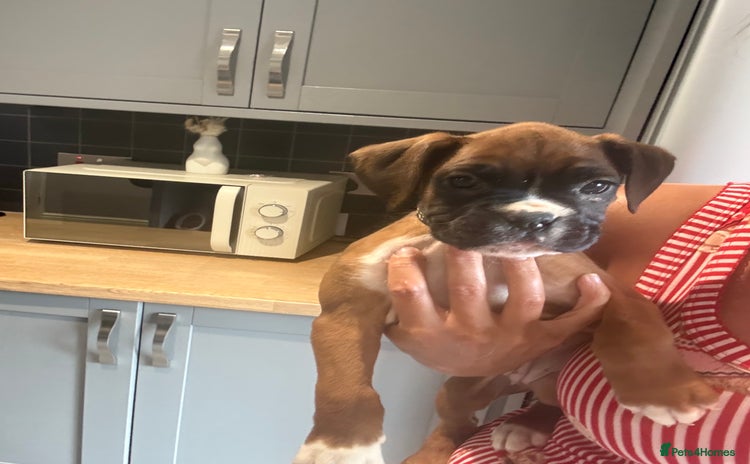 Boxer dogs - Advert 2