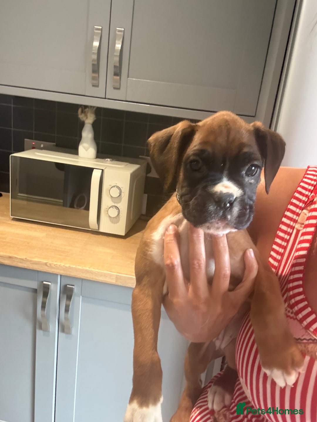 Boxer dogs for sale: Reduced Ready Now Kc Boxer Puppies - Image 4