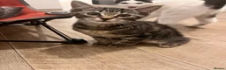 British Shorthair cats for sale: 3 male tabby kittens - Advert 1