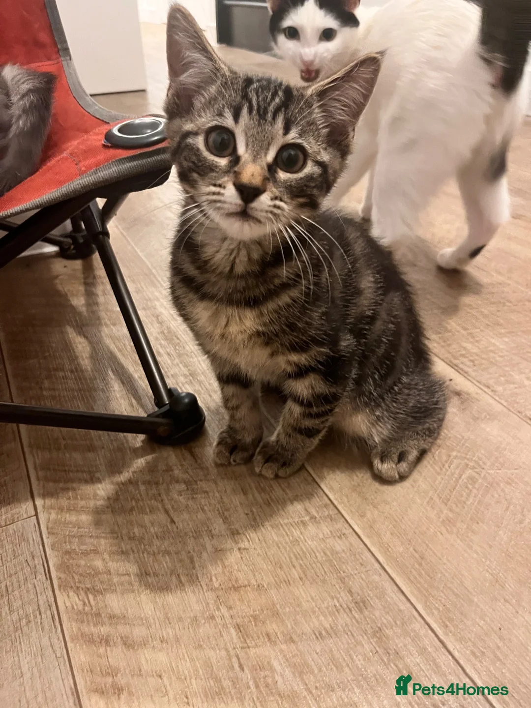 British Shorthair cats for sale: 3 male tabby kittens - Advert 1