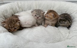 British Shorthair cats for sale: British shorthair kittens  - Image 13