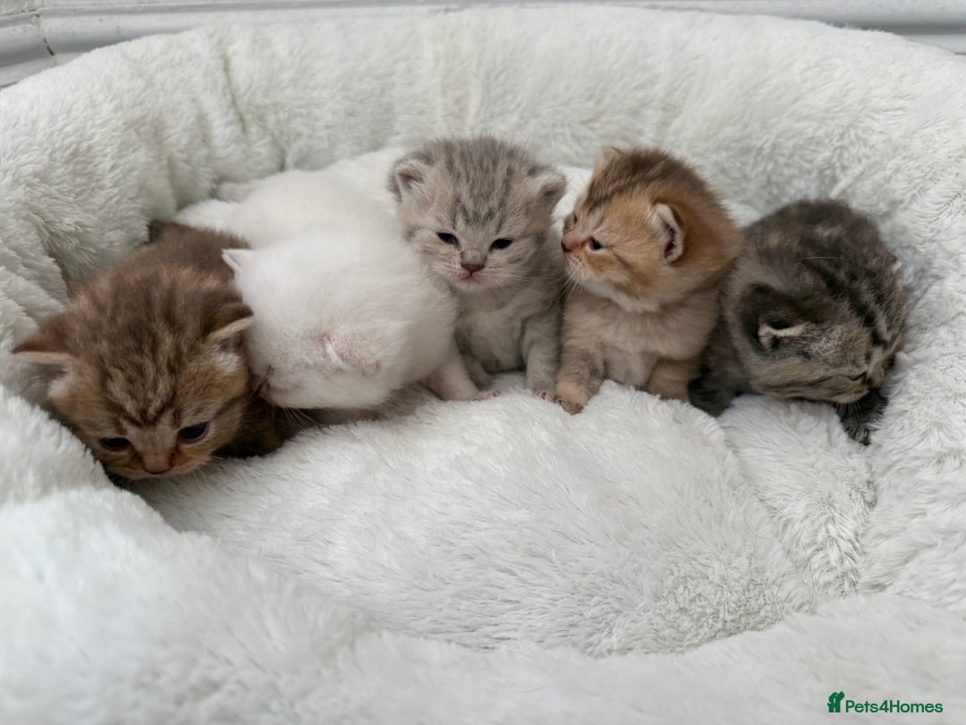 British Shorthair cats for sale: British shorthair kittens  - Image 13