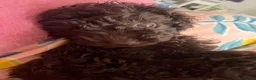 Cockapoo dogs for sale: cockapoo-poo puppy  in Walton-on-Thames - Advert 5