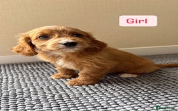 Cockapoo dogs for sale: 6 stunning cockapoo puppies  - Image 26
