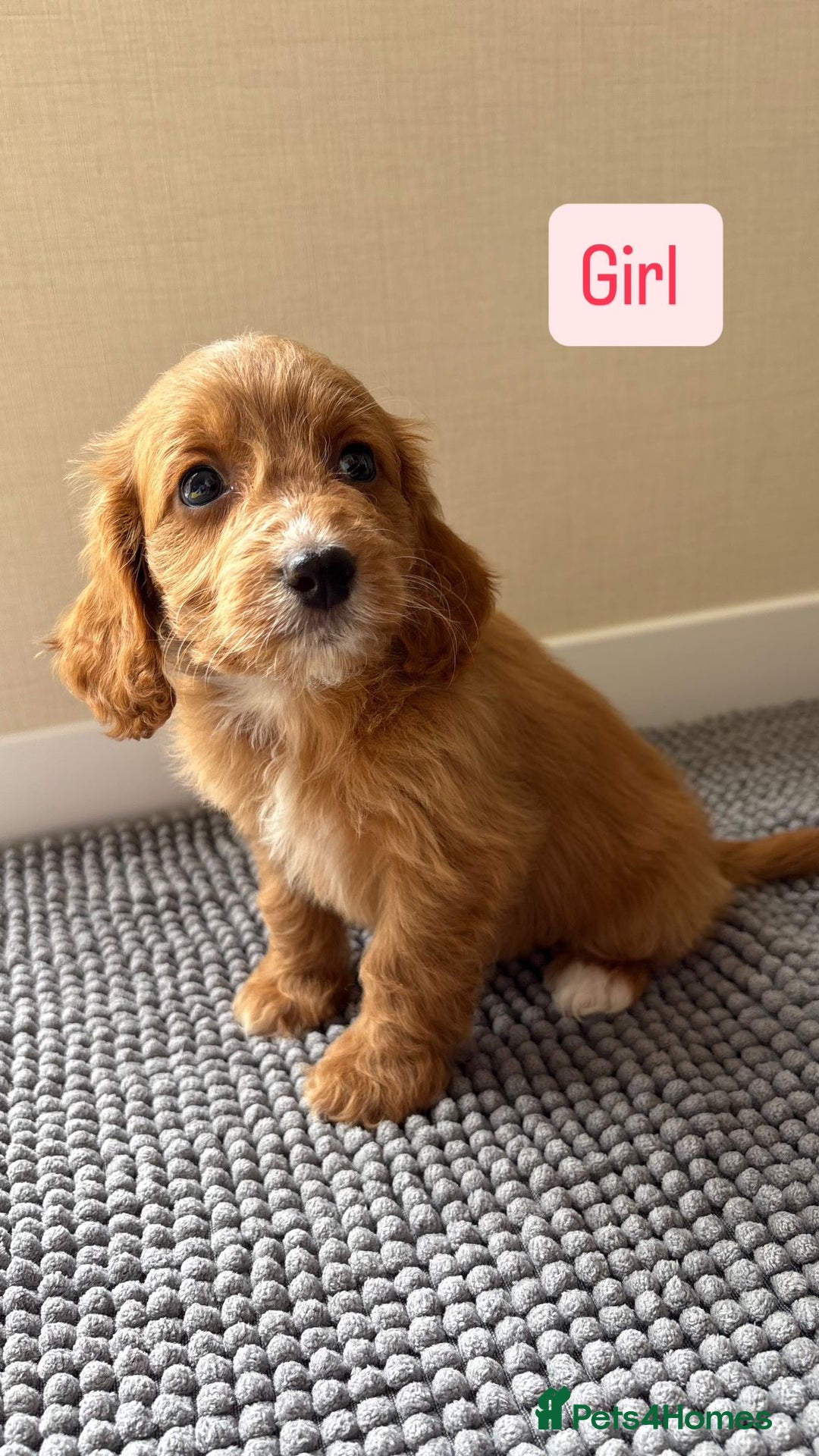 Cockapoo dogs for sale: 6 stunning cockapoo puppies  - Image 26