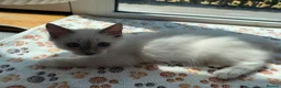 Ragdoll cats for sale: Ragdolls ready for new homes  - Advert 3
