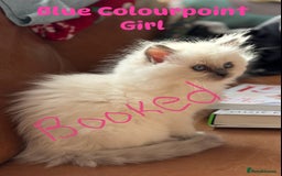 Ragdoll cats for sale: Ragdoll X kittens  - Image 8