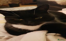 Mixed Breed cats for sale: Irene - Image 2