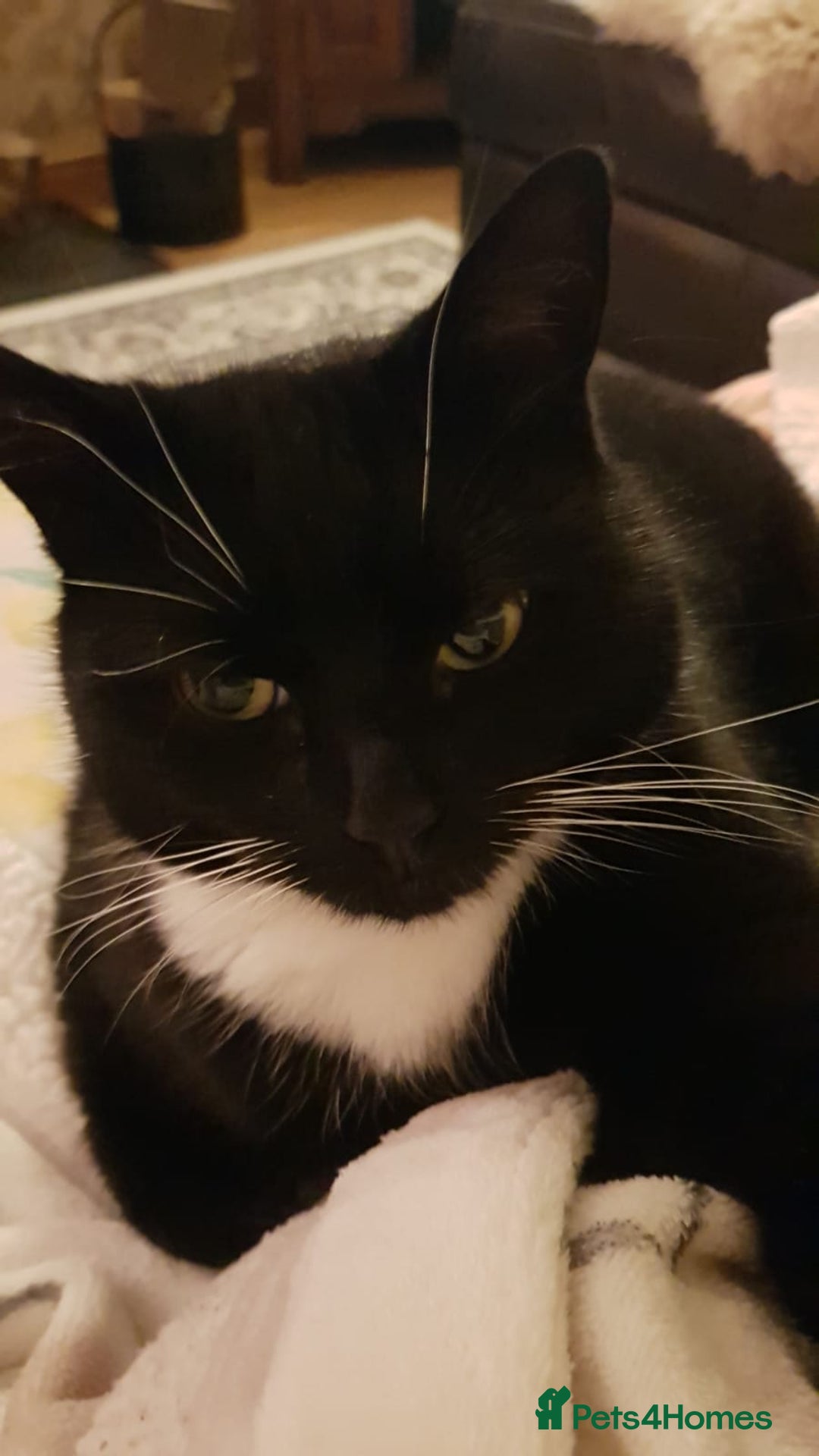 Mixed Breed cats for sale: Irene - Image 2