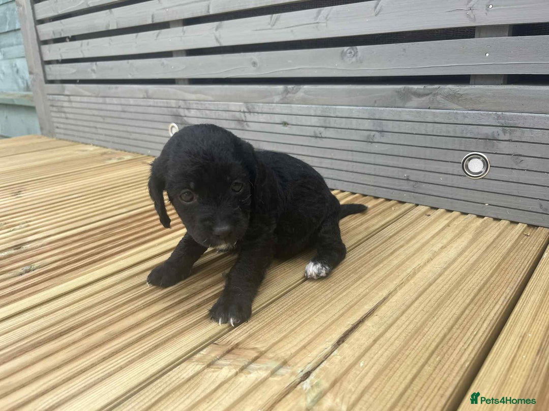 Mixed Breed dogs for sale: Stunning jackapoo x cocapoo puppies - Image 18