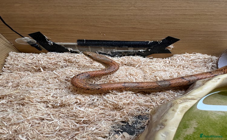 Corn Snake reptiles - Advert 2