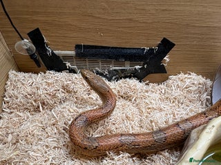 Corn Snake reptiles - Advert 1