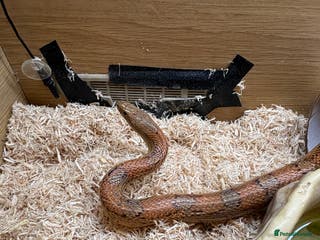 Corn Snake reptiles Female Corn Snake - Advert 10