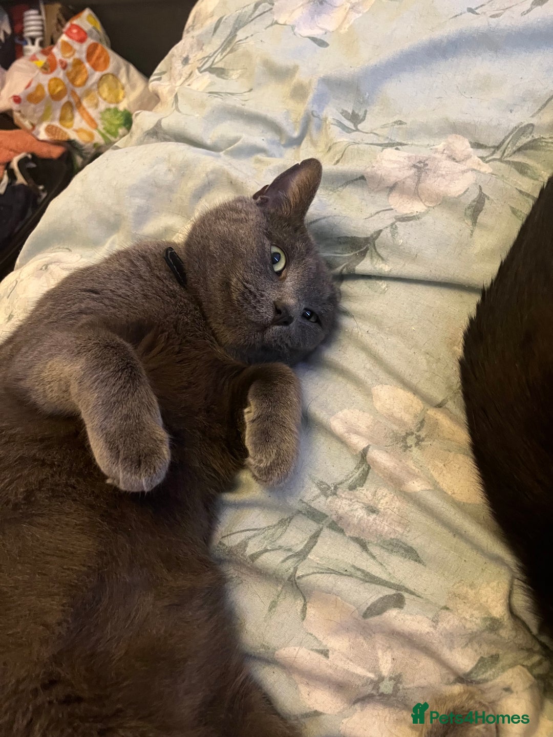 Mixed Breed cats for sale: Male, Grey, Ragdoll X Cat - Image 3