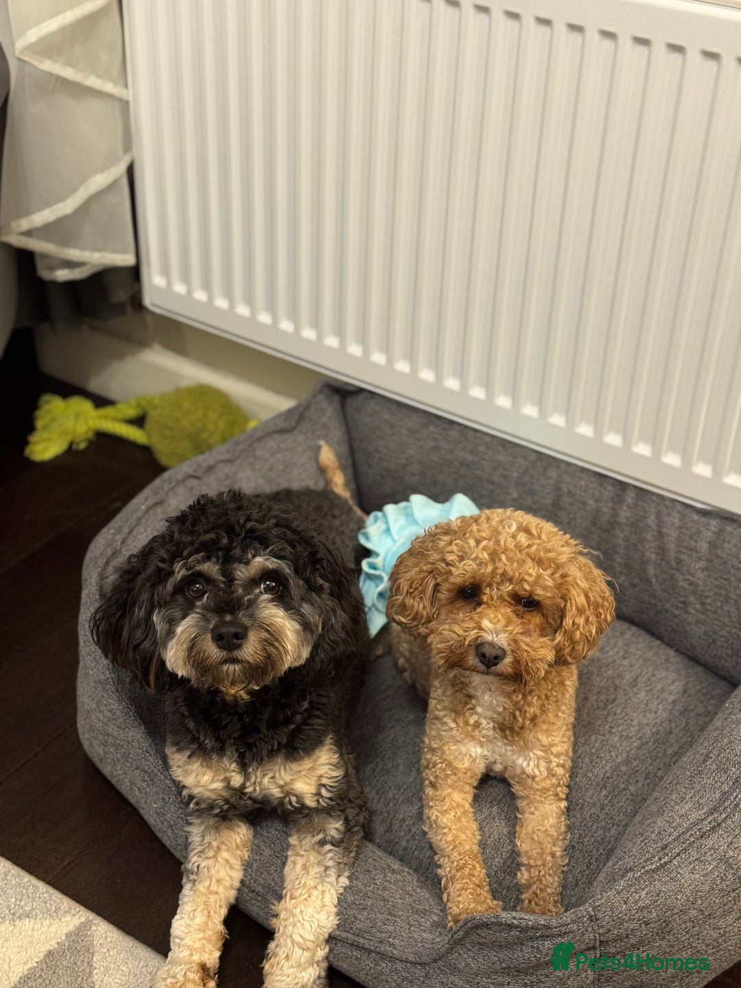 Cavapoo dogs for sale: Tiny cavapoo F1BB - ESA certified - Advert 6