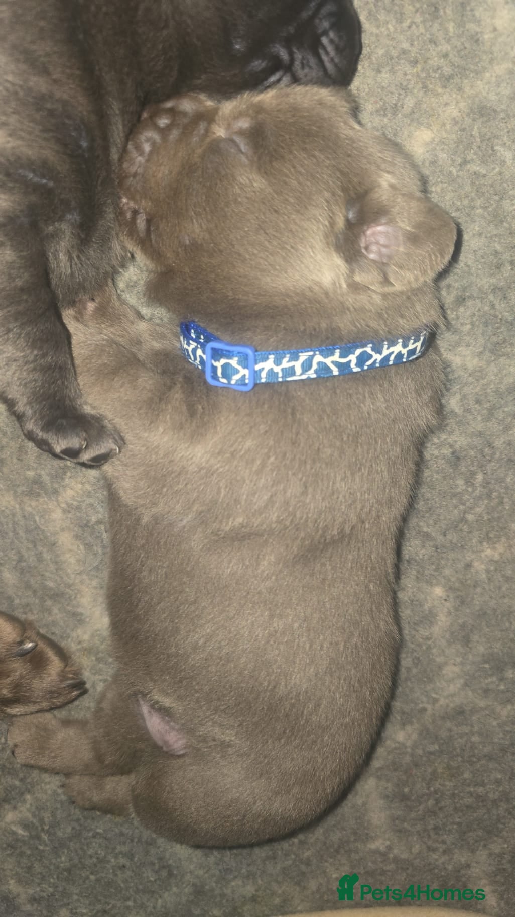 Labrador Retriever dogs 🐾 KC REG SILVER & CHARCOAL LABR RETRIEVER   - Advert 2
