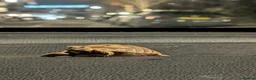 Tortoise reptiles for sale: 🐢 Baby Spur Thighed Tortoise 🐢 - Advert 4
