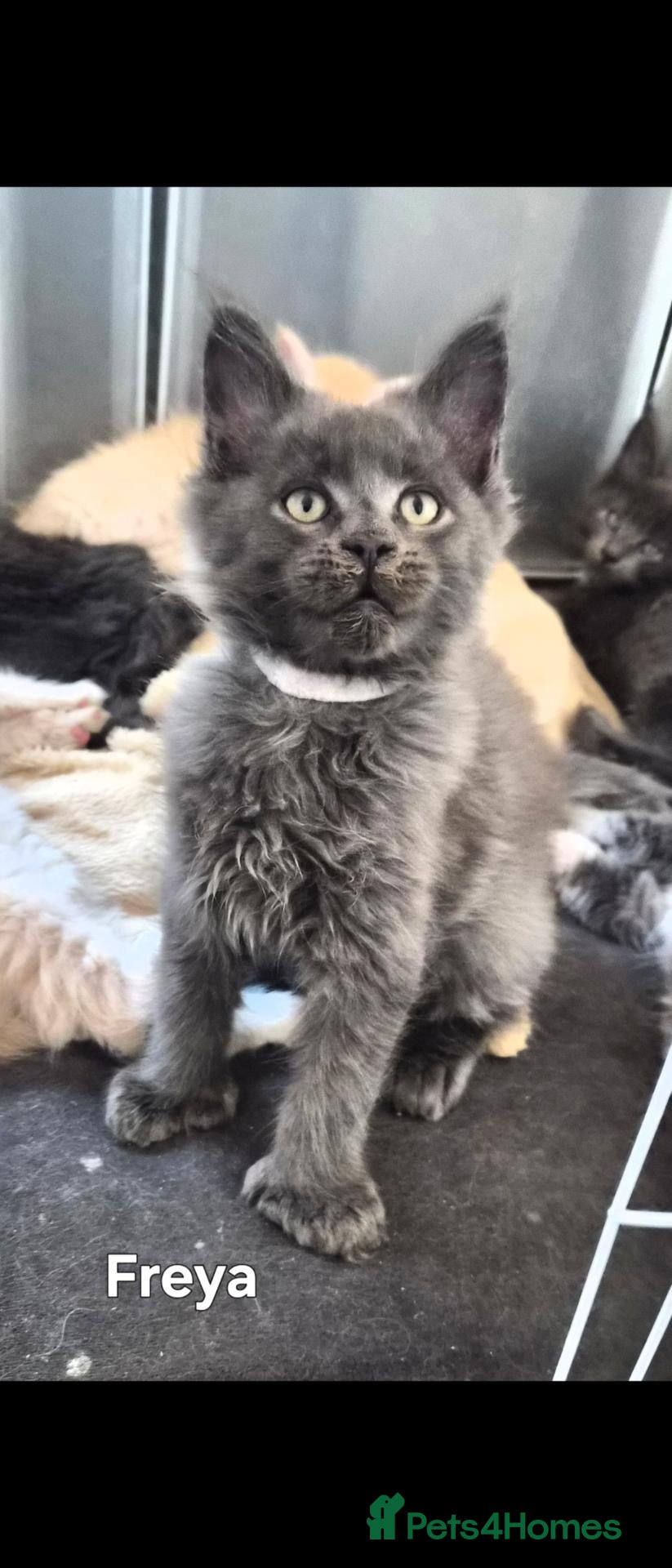 Maine Coon cats Maine coon pedigree kittens  - Advert 10