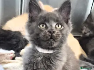 Maine Coon cats Maine coon pedigree kittens - Advert 10