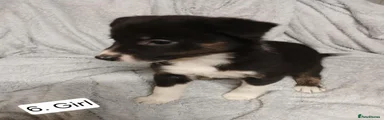 Border Collie 6