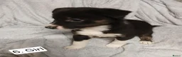 Border Collie dogs for sale: Outstanding Tri-Colour Border Collie Puppies - Advert 16