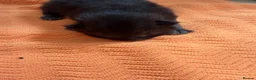 Mixed Breed cats for sale: Three black kittens for sale, possibly half BSH in Welshpool - Advert 6