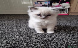 Ragdoll cats for sale: Ragdoll kittens  - Advert 5