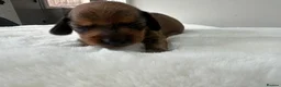 Dachshund dogs for sale: dachshund puppies For sale *1 BOY LEFT purplecol*  - Advert 27