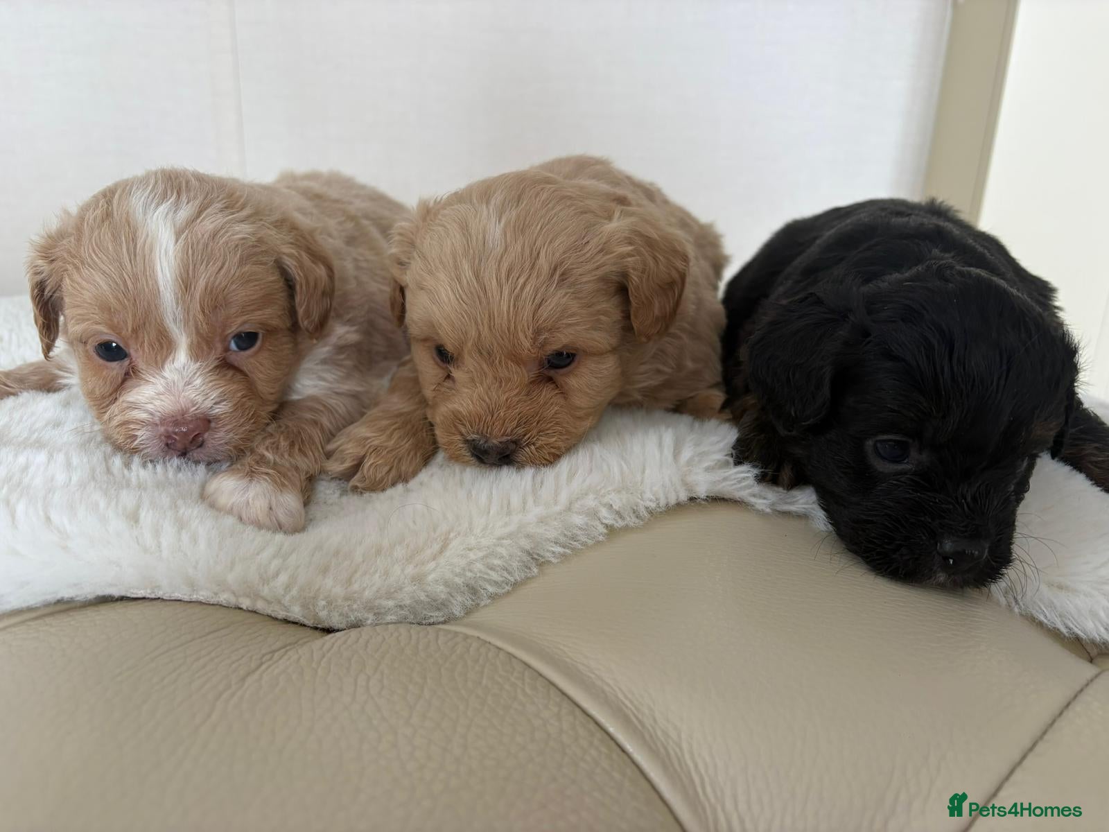 Mixed Breed dogs for sale: LAST 3 PUPS! Fluffy frenchies cross ready to leave - Advert 9