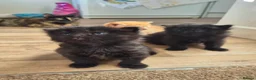 Mixed Breed cats for sale: VERY FRIENDLY FLUFFY KITTENS - Advert 17