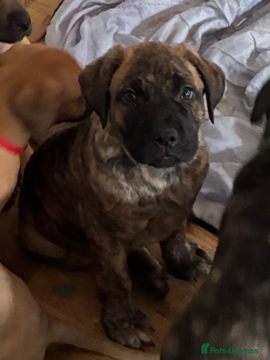 Mixed Breed dogs for sale: Beautiful Presa Mix Pups  - Image 8