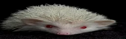 Pygmy Hedgehog rodents for sale: Girl Boy Ethically Bred African Pygmy Hedgehog - Advert 3