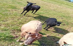 Sheep livestock for sale: Shetland x black welsh mountain ewe lamb  - Image 1