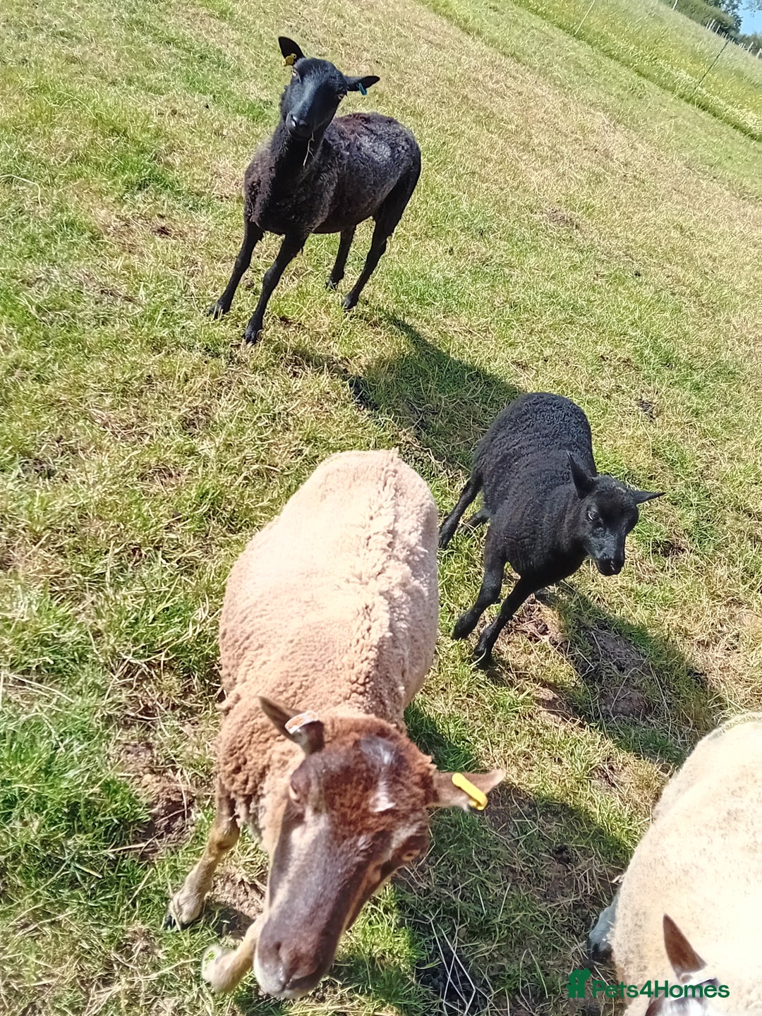 Sheep livestock for sale: Shetland x black welsh mountain ewe lamb  - Image 1