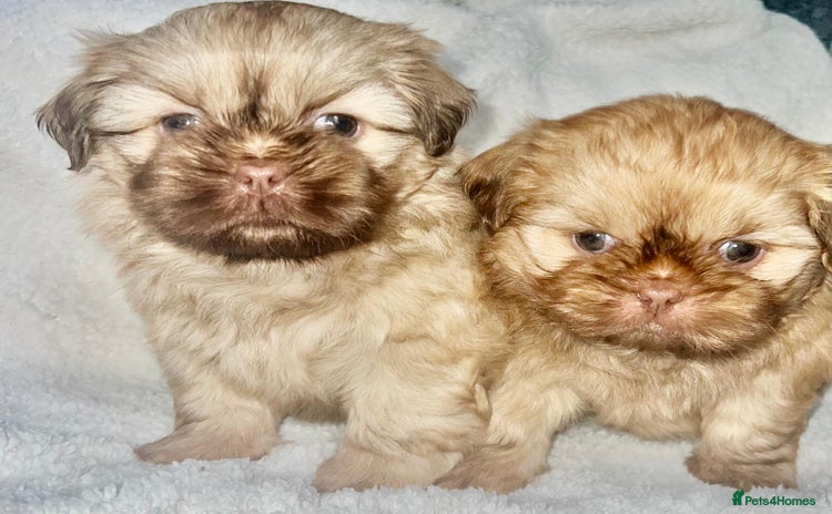 Shih Tzu dogs - Advert 4