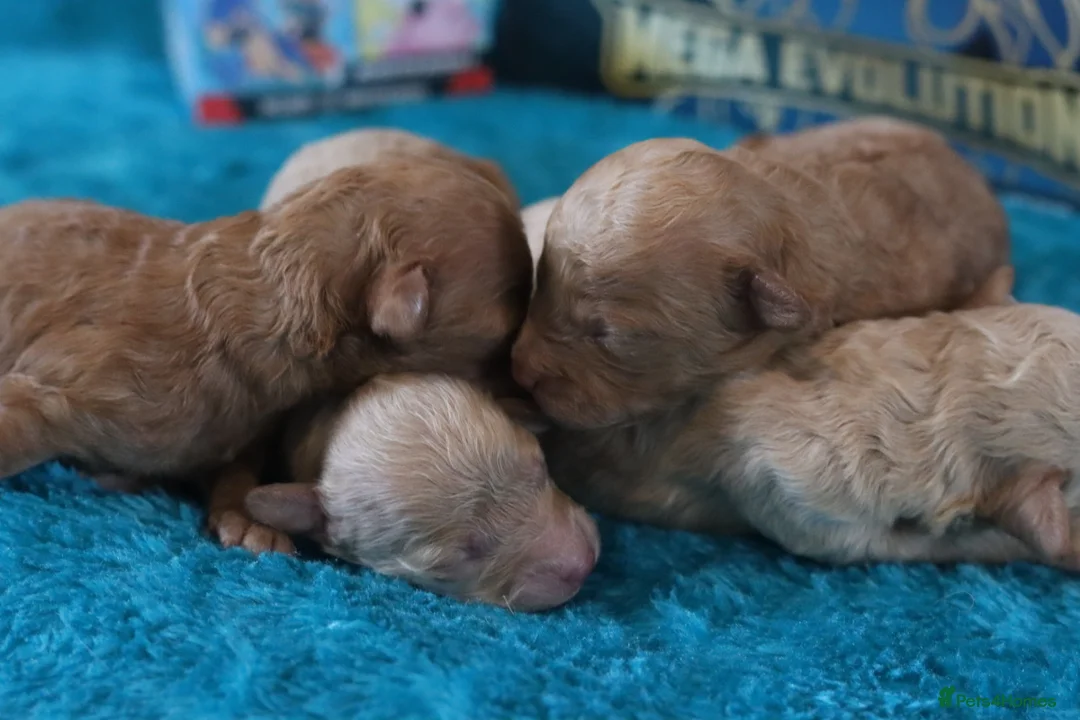 Maltipoo dogs for sale: 4 Maltipoo Puppies - 2 Apricot Girls & 2 Red Boys - Advert 21