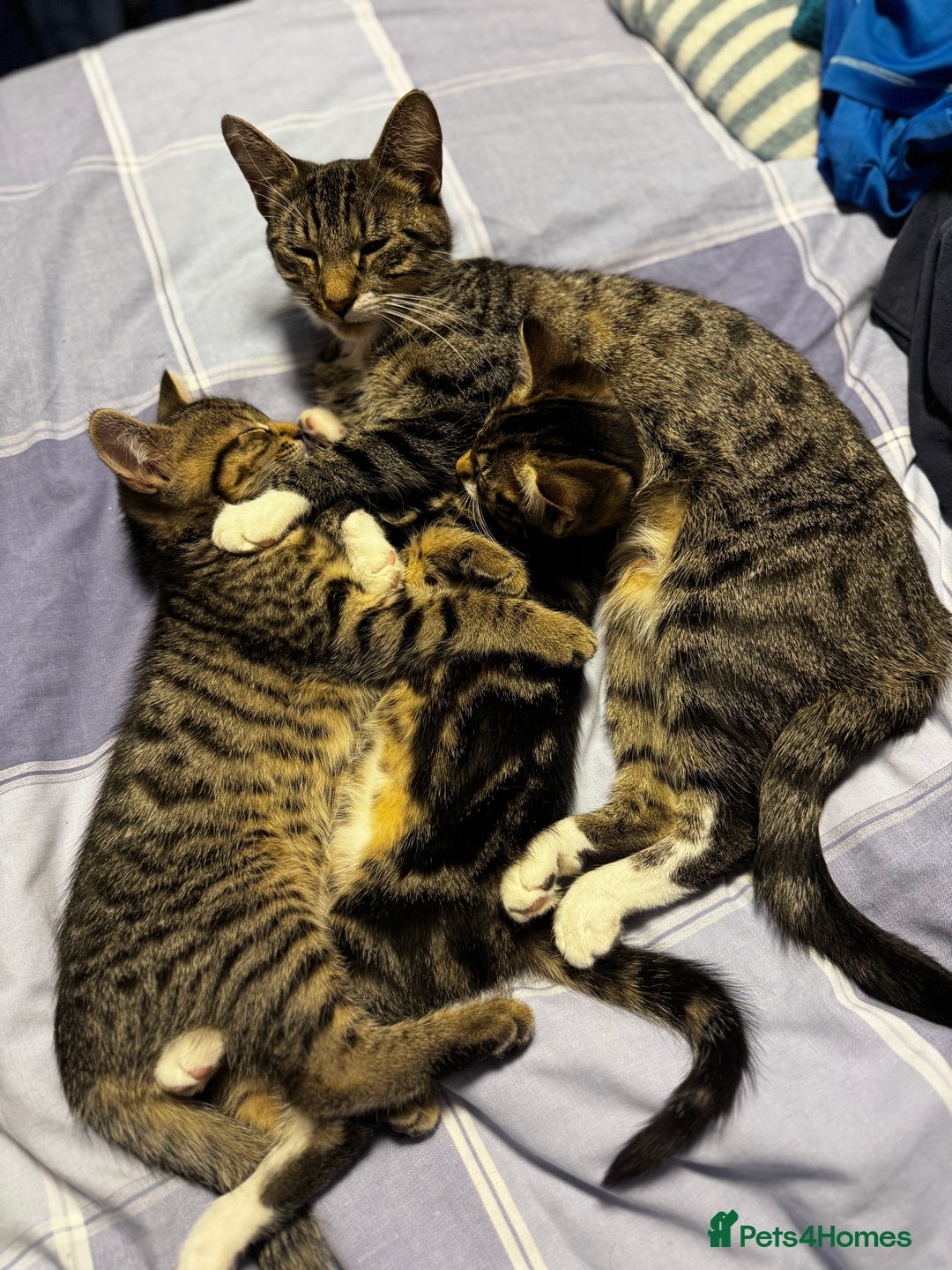 Mixed Breed cats for sale: Male tabby kitten  - Advert 11