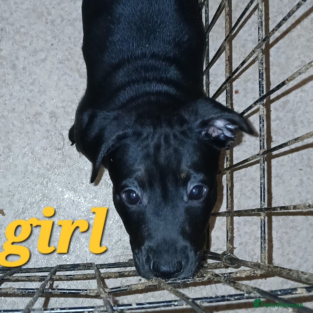 Mixed Breed dogs for sale: Staffyxjackrussell pups - Image 2