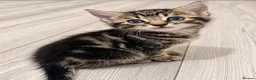 Mixed Breed cats for sale: Friendly, Cute Maincoon X Kittens  - Advert 4