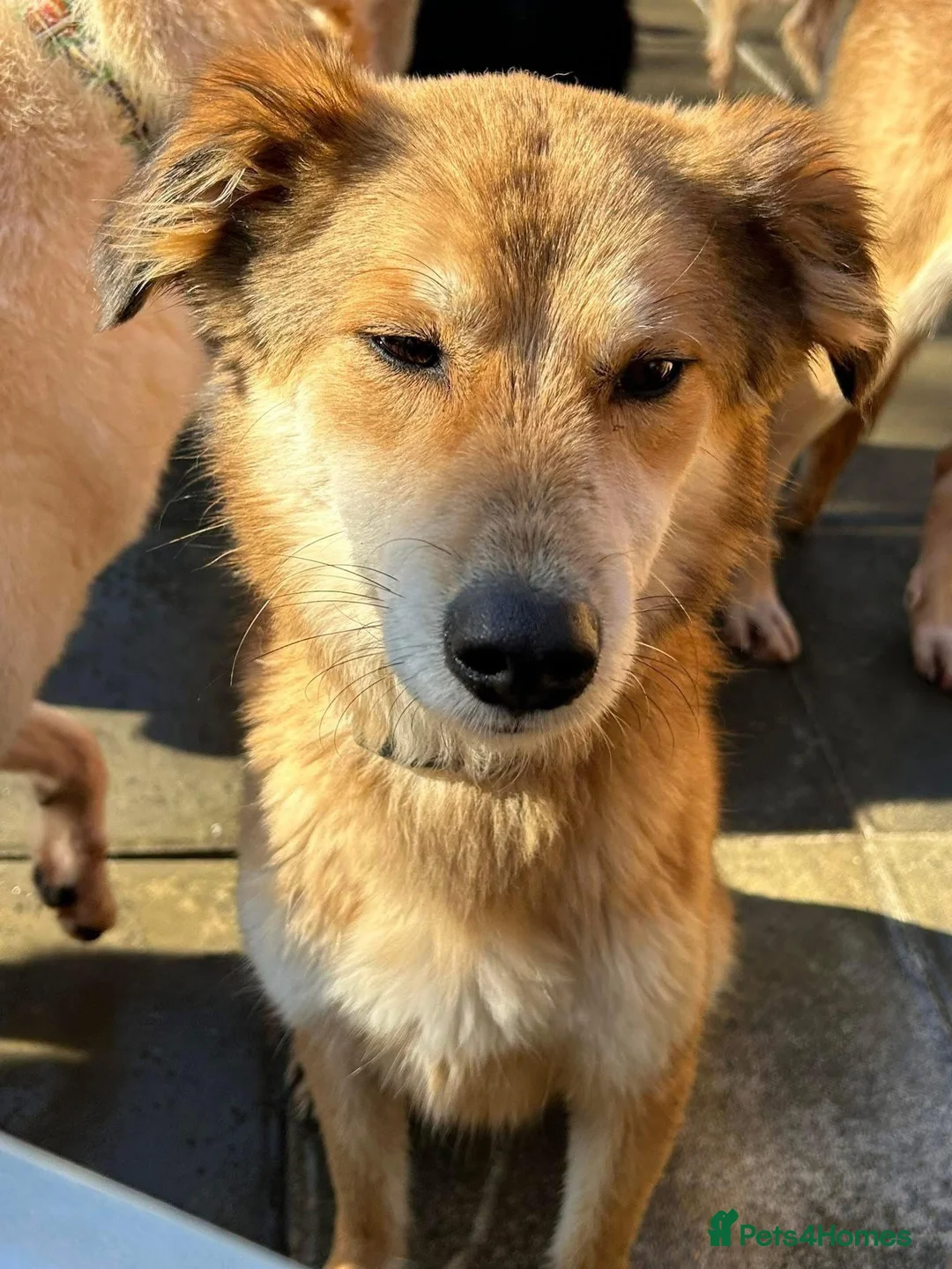 Mixed Breed dogs for adoption: Solomon - Norwich Norfolk  in Norwich - Advert 5